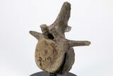 Fossil Pachycephalosaurus Vertebra with Metal Stand - Wyoming #211079-3